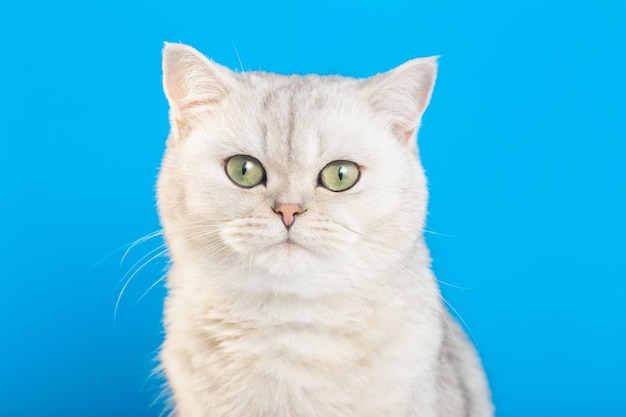 Close up of adorable white british cat on a blue background