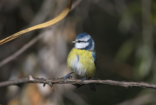 A close-up of an adult blue tit (Cyanistes caeruleus) in winter plumage sits on a branch against a beautiful blurred background.