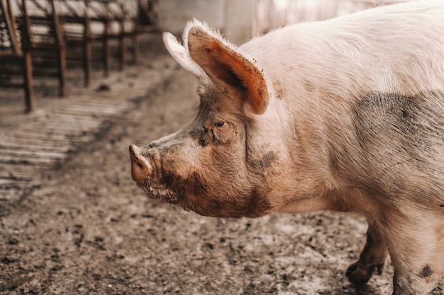 Close up of adult pig standing in the mud in cote. Pigs breeding concept.