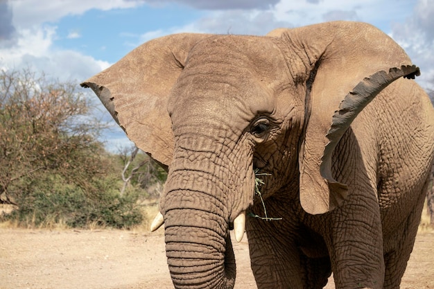 Close up of the African Bush Elephant in the grassland on a sunny day