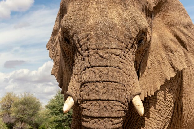 Close up of the African Bush Elephant in the grassland on a sunny day