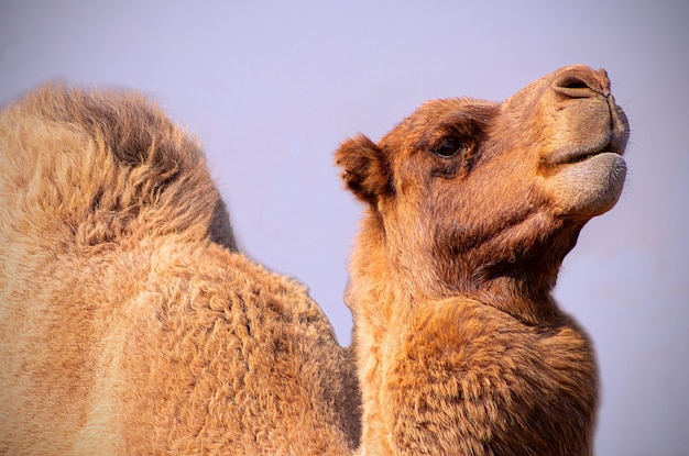 Close up of an african  camel on the blue  background