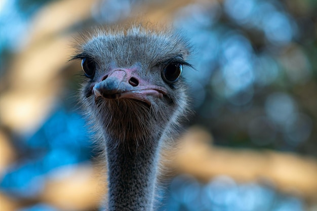 Close up of African Ostrich bird head on the blur background