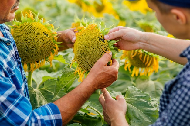 Close up agronomists inspecting sunflower plant growing in the farm field agriculture production con...