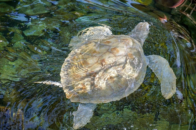 Photo close up of albino sea turtle white sea turtle swimming in clear water