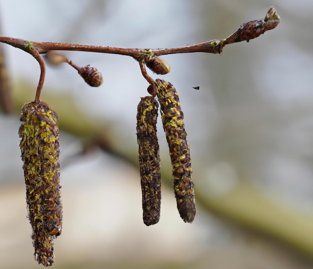 Close up of alder over green leaves reated using generative ai technology