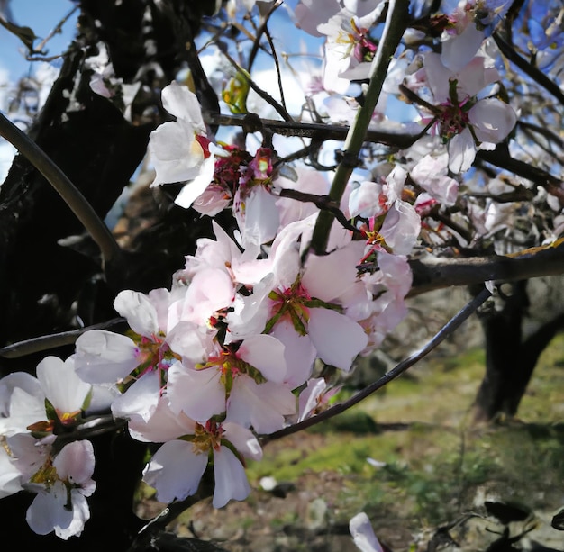 Close up of almond tree over blue sky created using generative ai technology