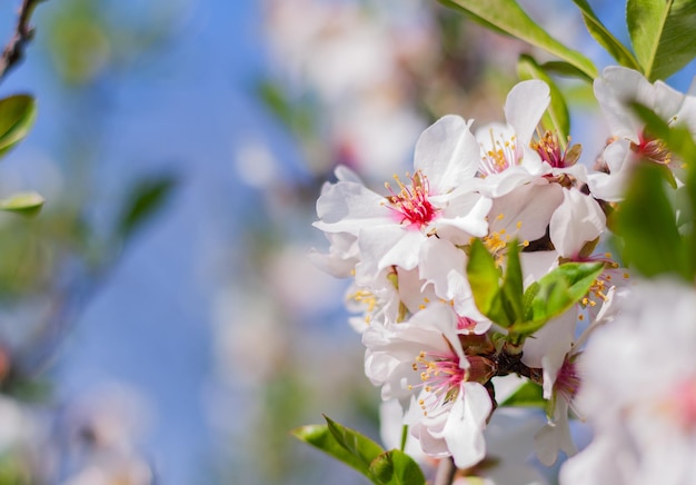 Close-up of almond tree flowers in the garden.