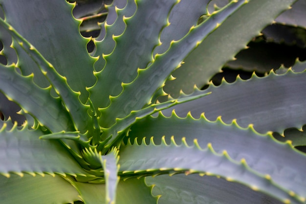 Close-up of aloe vera leaves. Evergreen tropical plant.