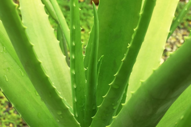 Close up of aloe vera plant growing in the garden.