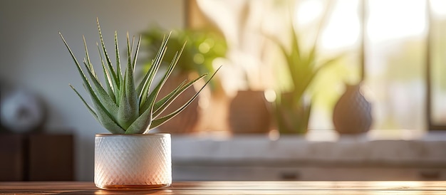 Close up of aloe vera plant and reed diffuser on wooden table in bright living room