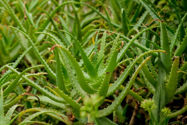 Close up on aloe vera plants in greenhouse