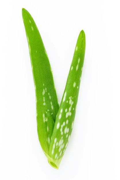 Close up aloe vera with water drops isolated on white background