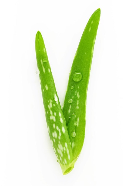 Close up aloe vera with water drops isolated on white background