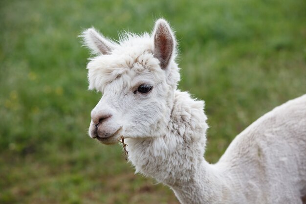 Close up of alpaca on the farm