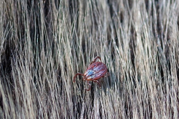 Close up of American dog tick crawling animal fur. These arachnids a most active in spring and can be careers of Lyme disease or encephalitis. Nobody