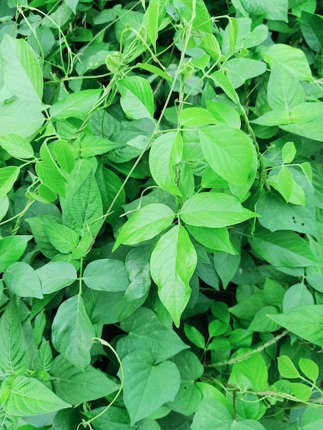 Close up of american groundnut plant with green leaves