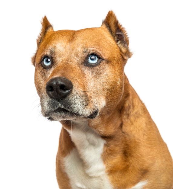 Close-up of an American Staffordshire Terrier, looking up, isolated on white