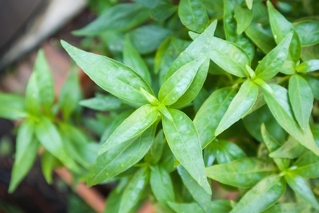 Close up Andrographis paniculata plant leaves Ayurveda herbal medicine