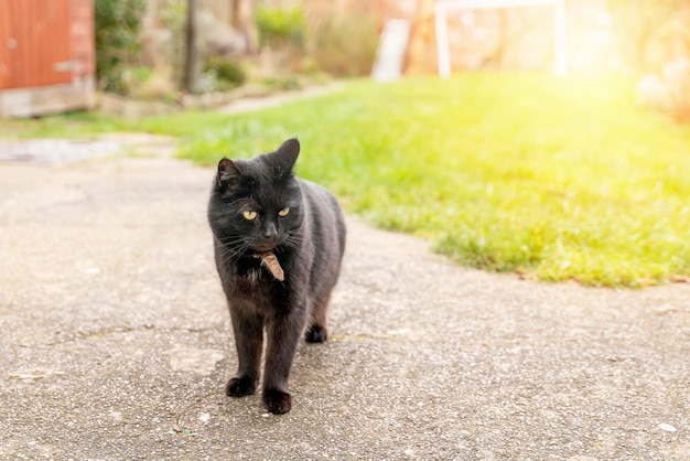 Close up of angry black cat out for a walk on sunny day