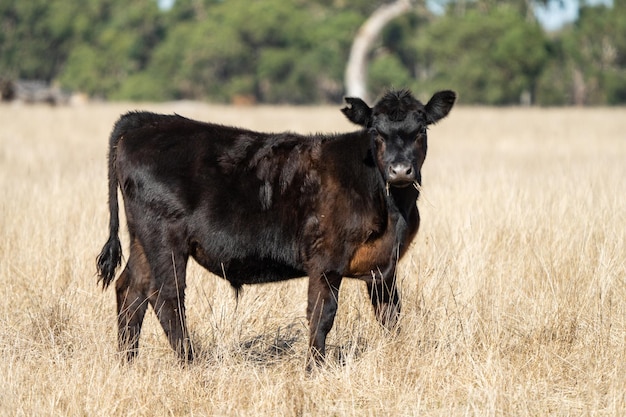 Close up of Angus and Murray Grey Cows eating long pasture in Australia in summer in a drought with dry grass