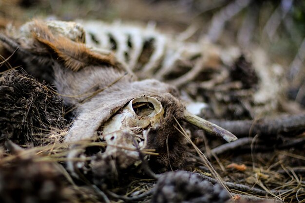 Photo close-up of animal skull