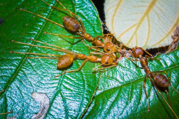 Close-up Ant Macro On Green Leaved