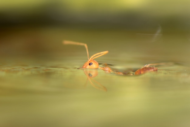 close up of an ant swimming