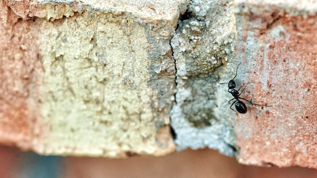 Close up of an ant walking on the surface of an orange brick wall