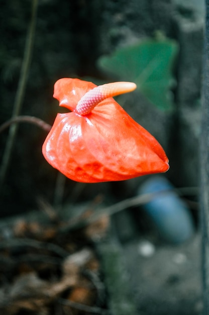 Close up of an Anthurium flower colorful floral for nature wallpaper and background