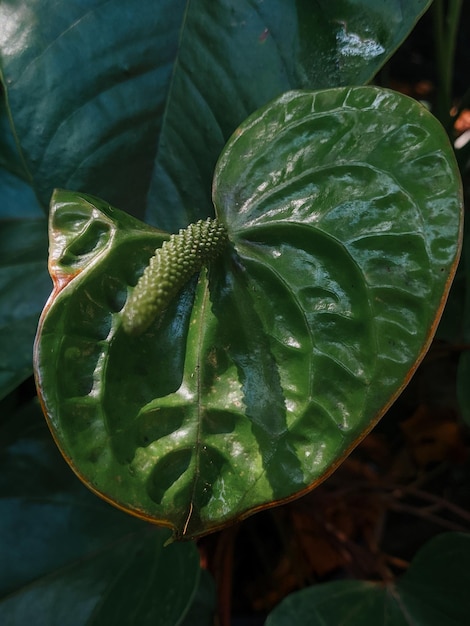 Close up of an Anthurium flower colorful floral for nature wallpaper and background