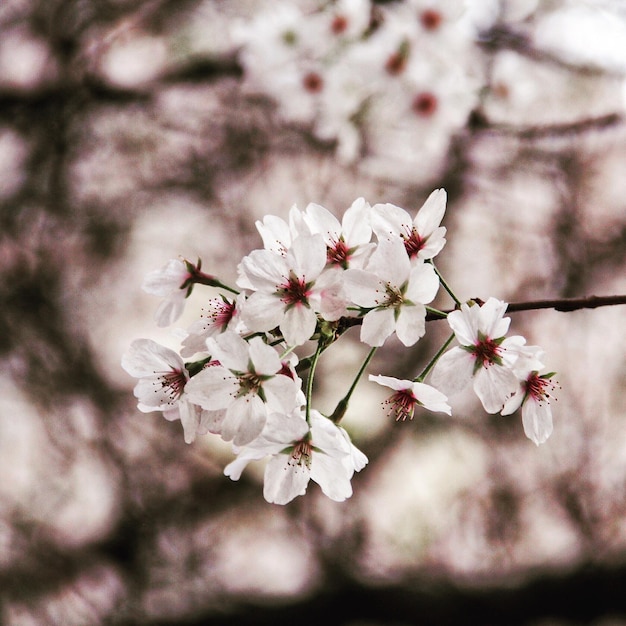 Photo close-up of apple blossoms in spring