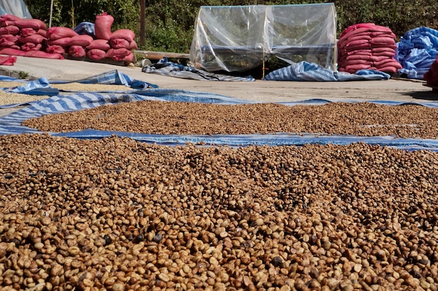 Close-up of arabica coffee beans processed and dried