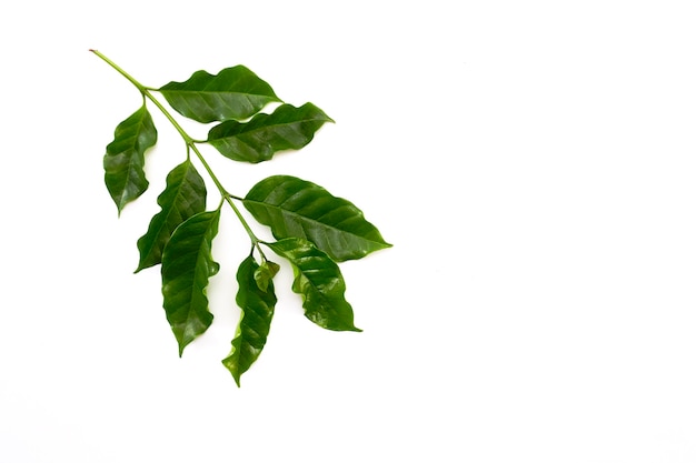 Close up Arabica coffee leaves