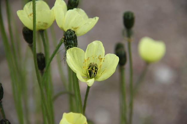 Close-up of an arctic poppy flowering on a bare rock in the arctic, Pond Inlet, Nunavut