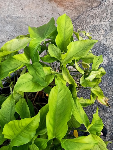 Photo close up of arrowhead plant