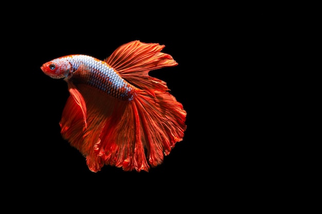 Close up art movement of Siamese fighting fish isolated on black background