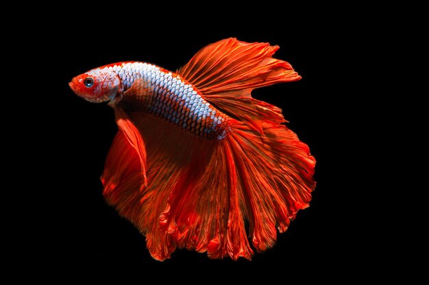 Close up art movement of Siamese fighting fish isolated on black background