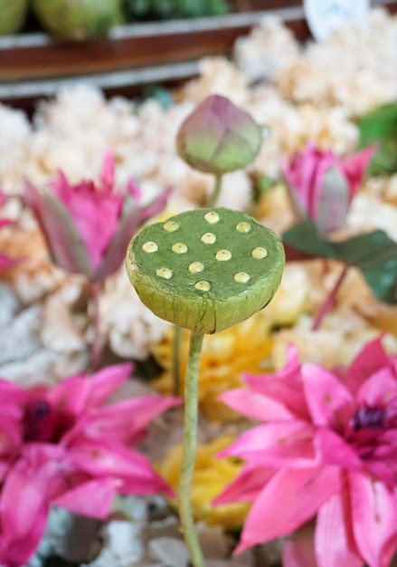 Close up of artificial Lotus seed fake flowers that are made to decorate