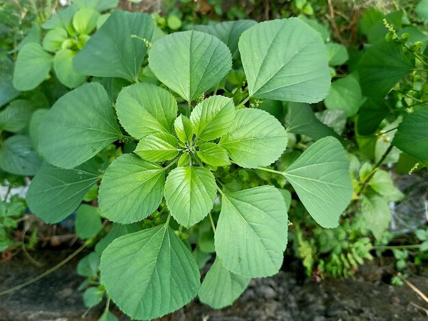 Close up of asian copperleaf plant