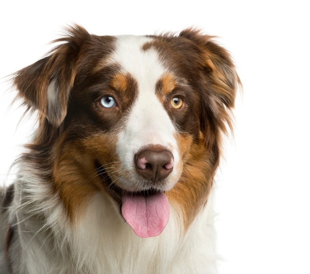 Close-up of a Australian Shepherd in front of a white wall