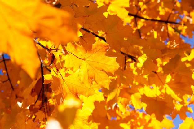 Close up on Autumn foliage