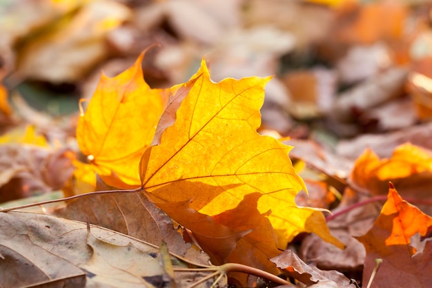 Close up on Autumn maple forest