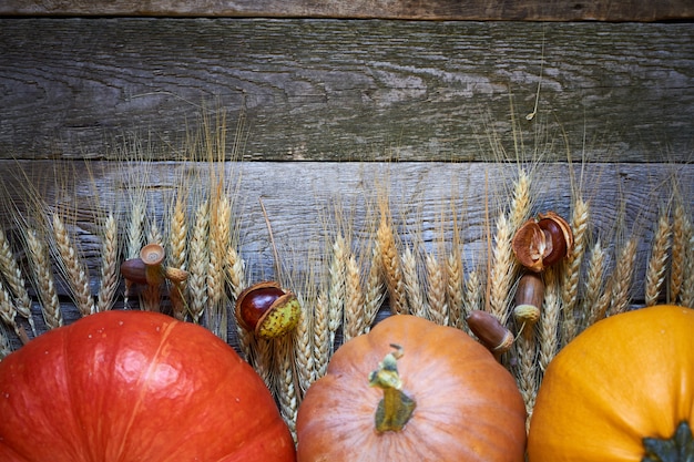 Close-up autumn pumpkins and ripe ears of wheat on thanksgiving table