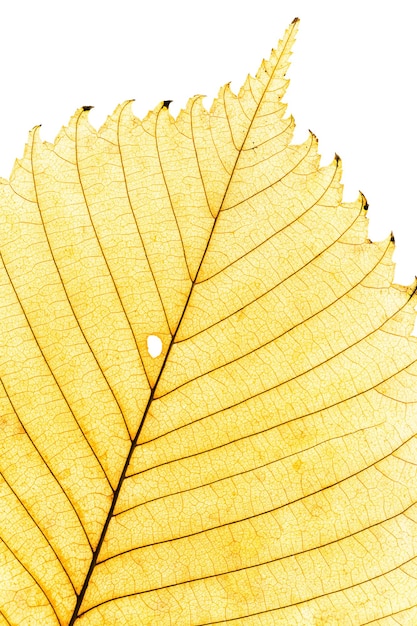 Close up autumn yellow alder leaf with natural texture isolated on white Natural autumn leaf