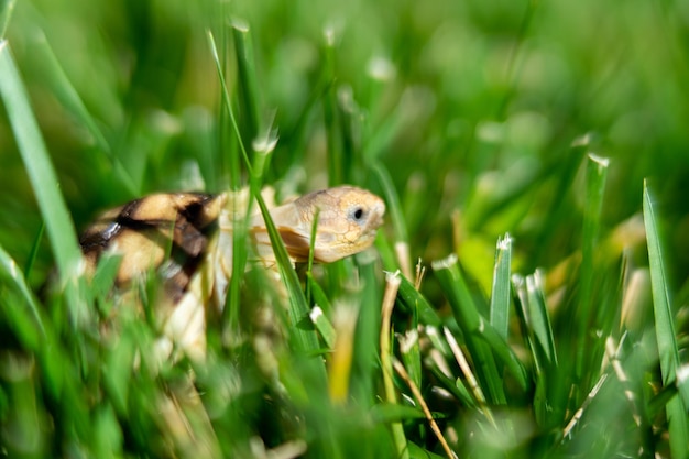 Close-up of a baby sulcata tortoise in grass