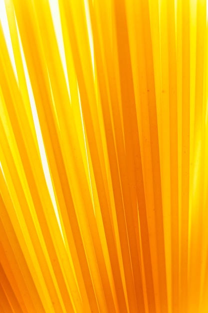 Close up background of spaghetti pasta with copy space on the right pasta rotating abstract background