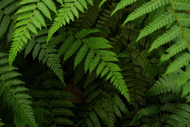 Close up background texture of wild plants or ferns