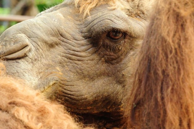 Close-up of bactrian camel at zoo