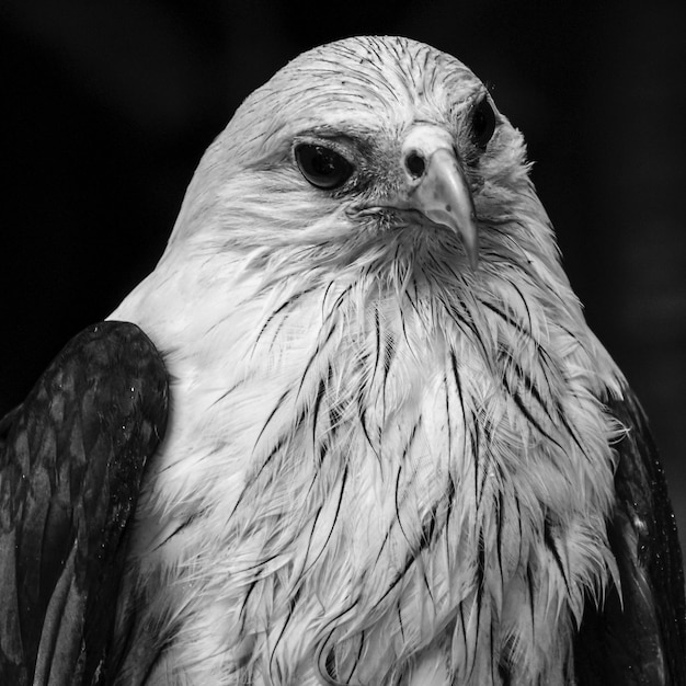 Photo close-up of bald eagle